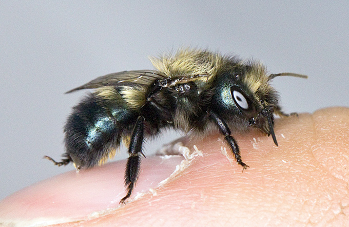 Photograph of a Mason Bee, perched on a finger, qualifying itself for flight upon recent emergence